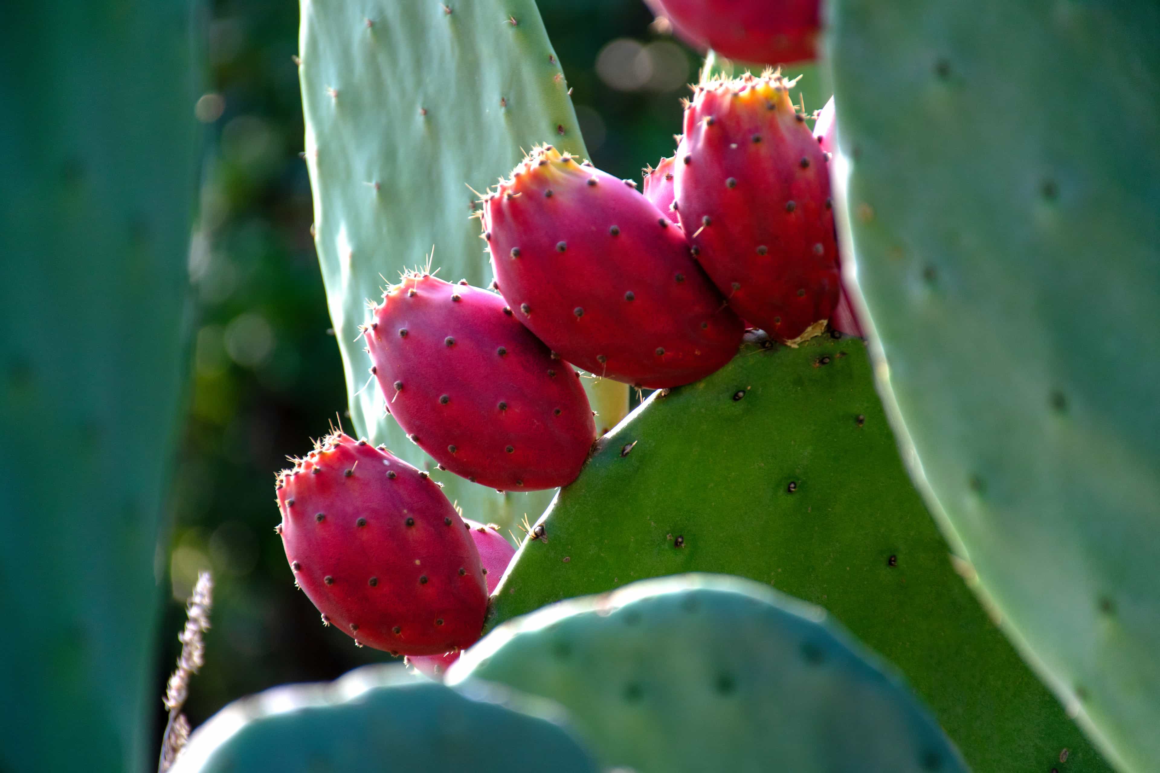 Close up shot of a Prickly Pear Cactus baring fruit.