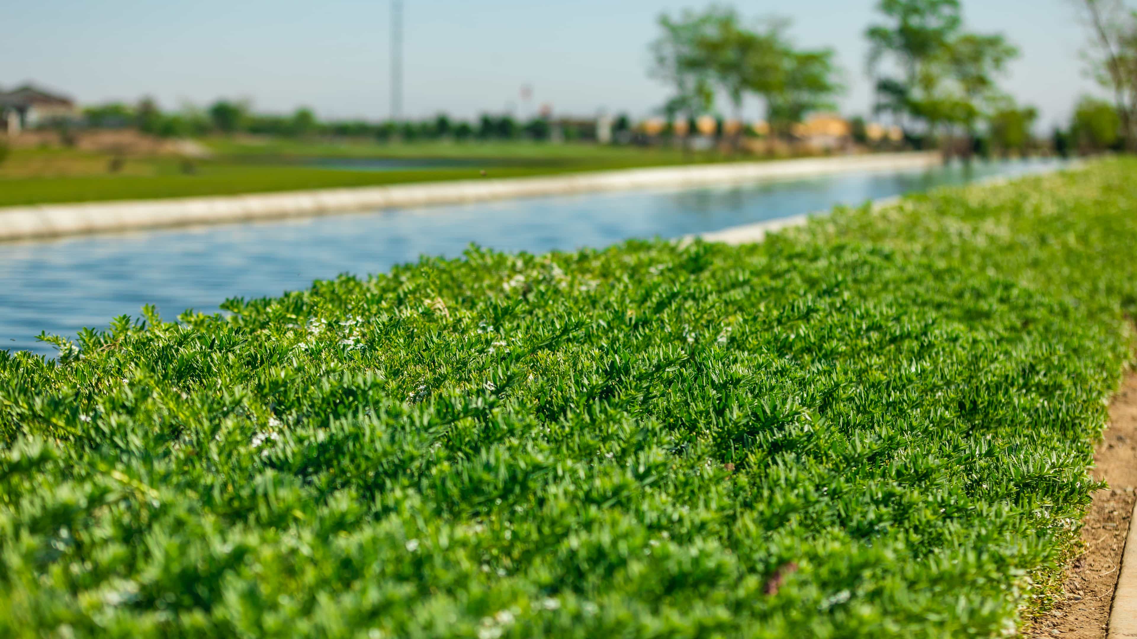 Myoporum being used as a ground cover near a canal.