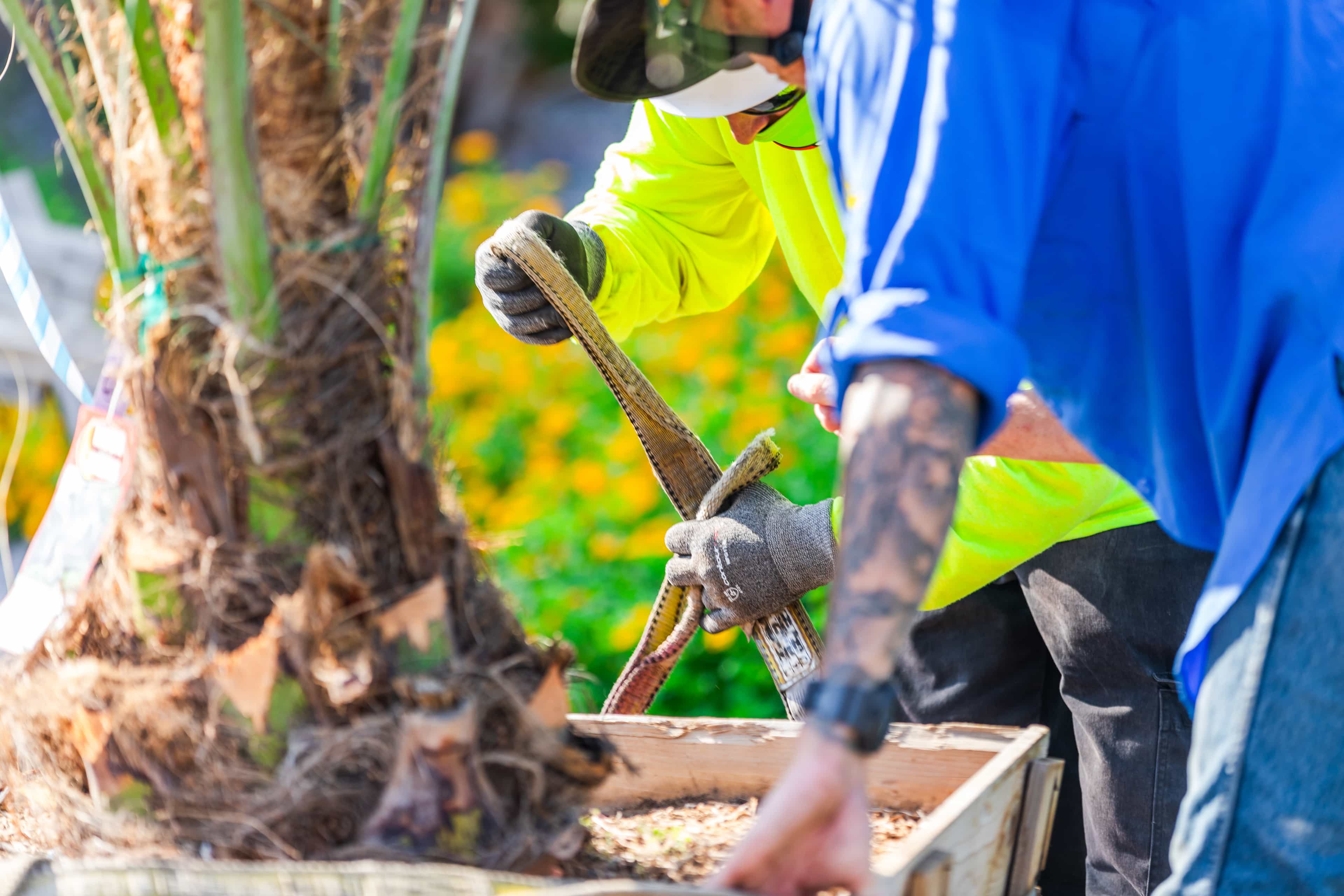 Shot of a planting crew removing the box from a palm tree.