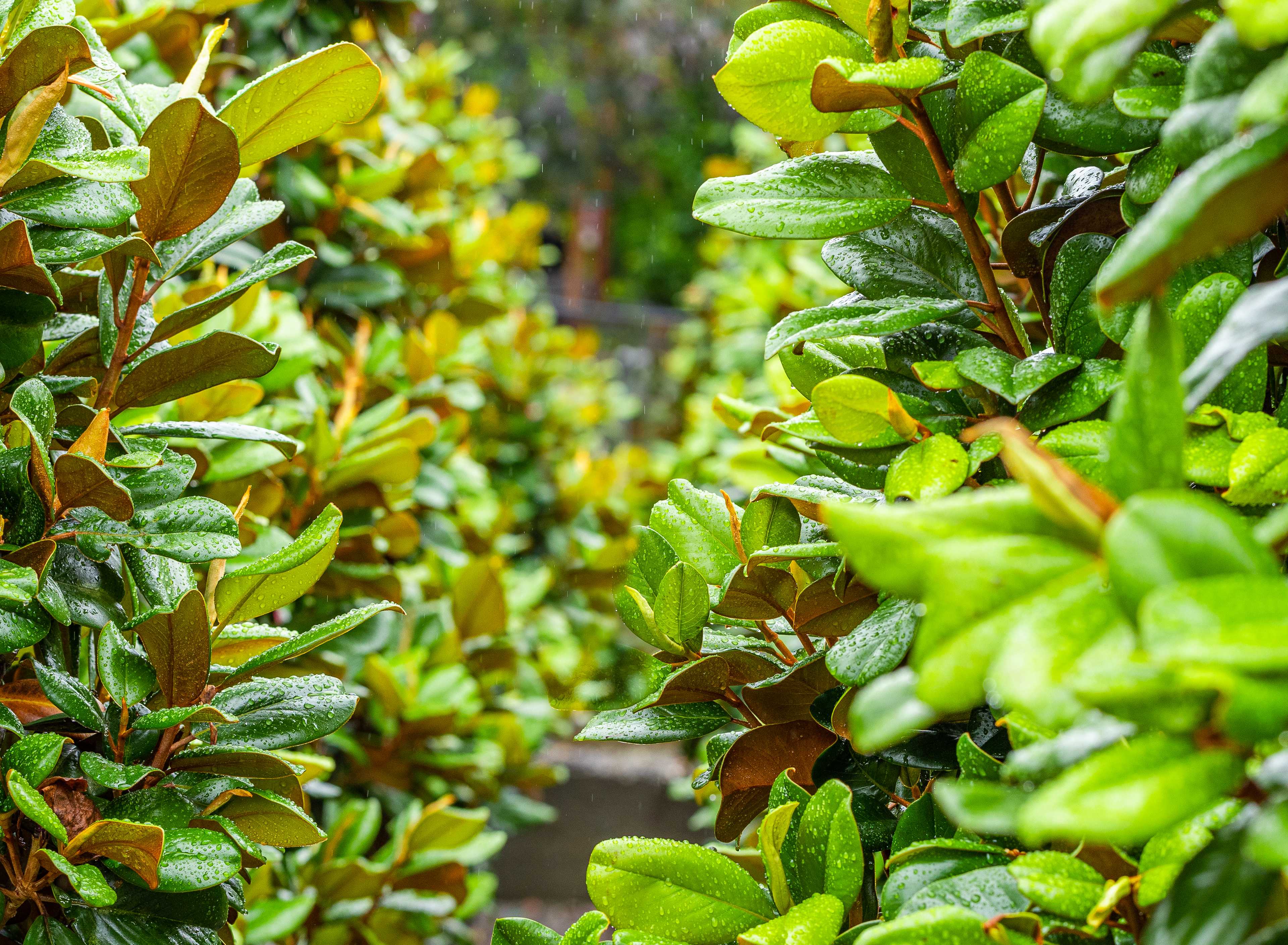 Close up of Magnolia leaves with dew on their leaves.