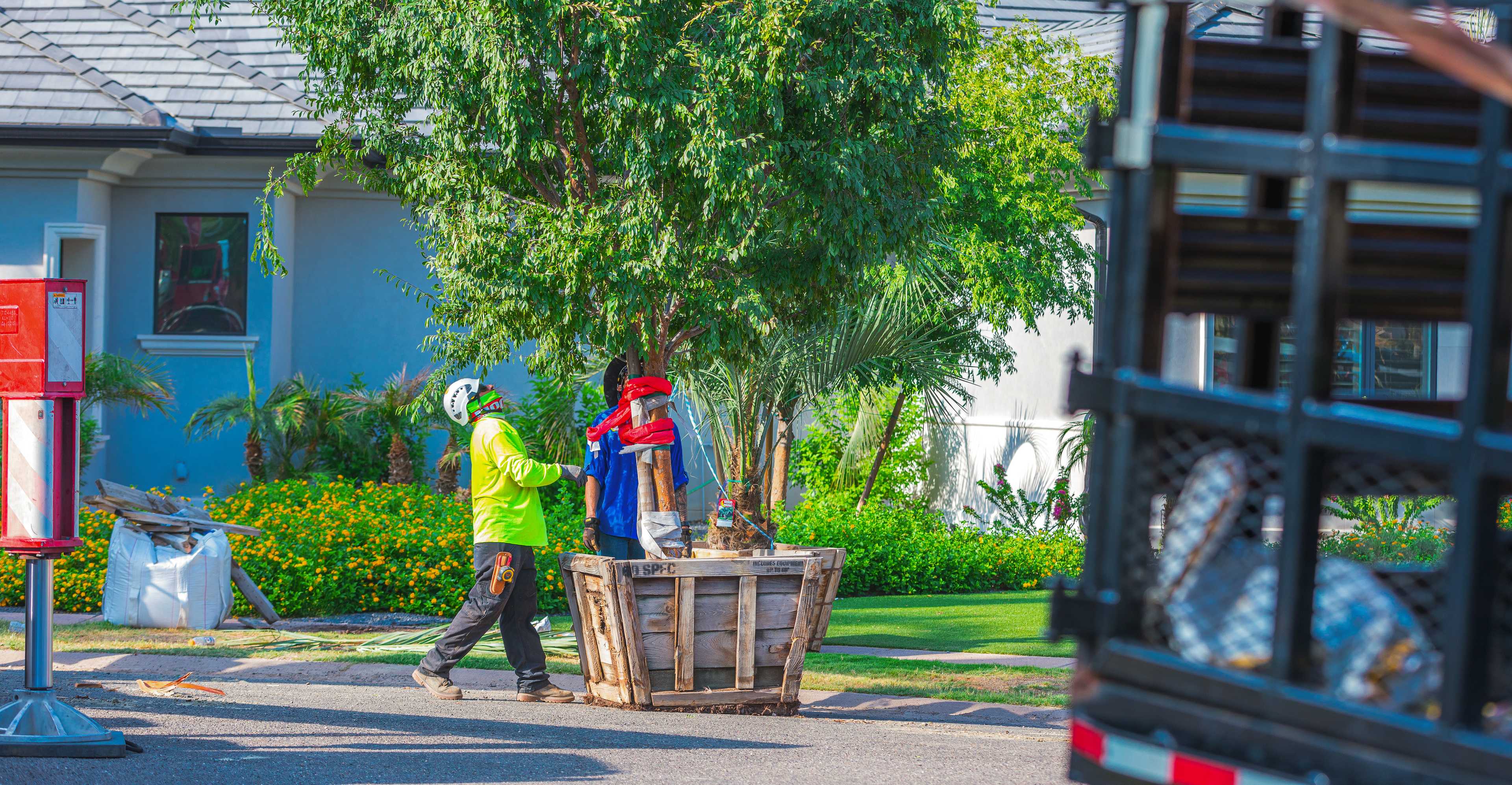 Planting Crew preparing to plant a box tree.