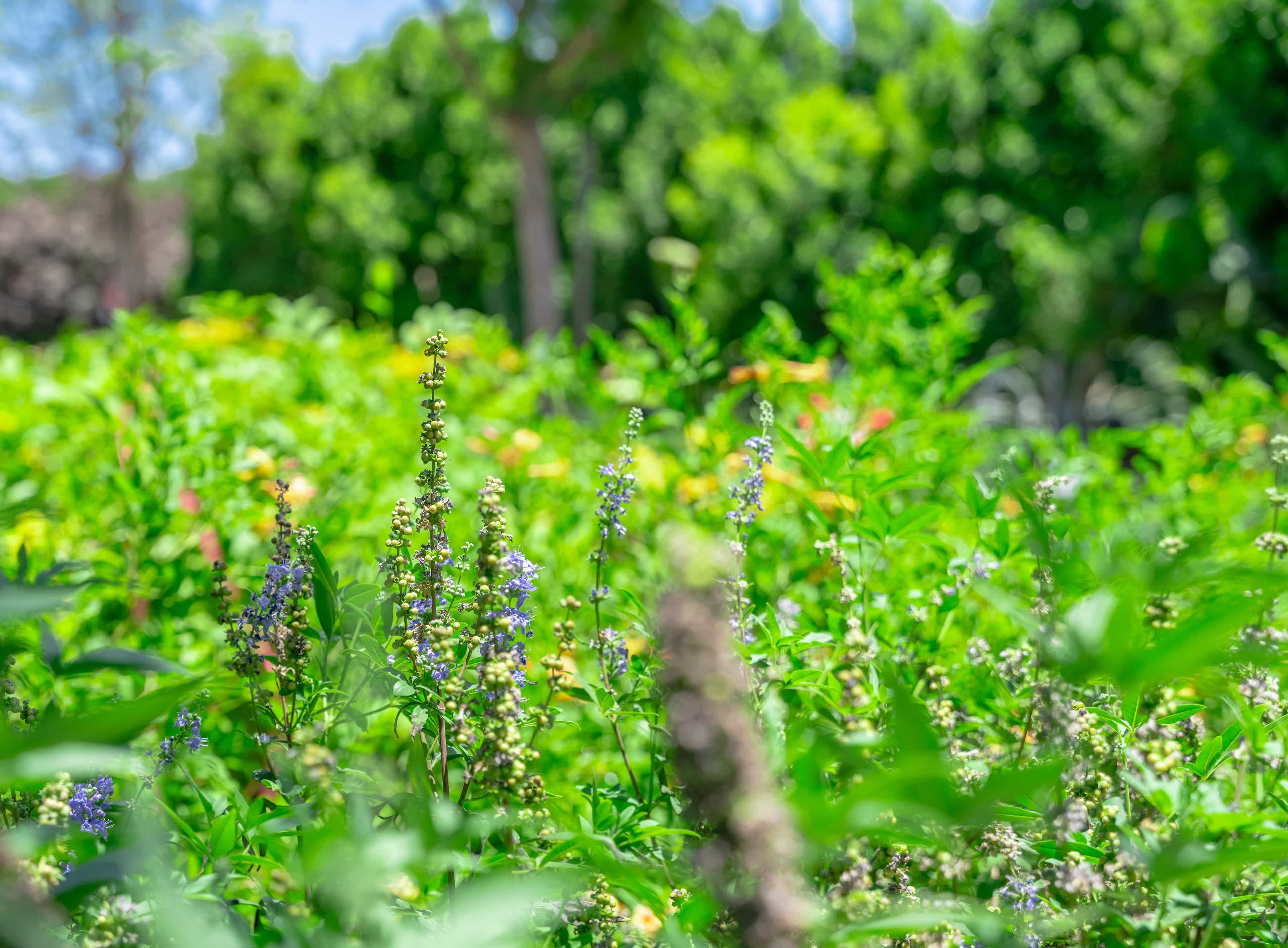 Image of several shrubs and flowering plants in the nursery.