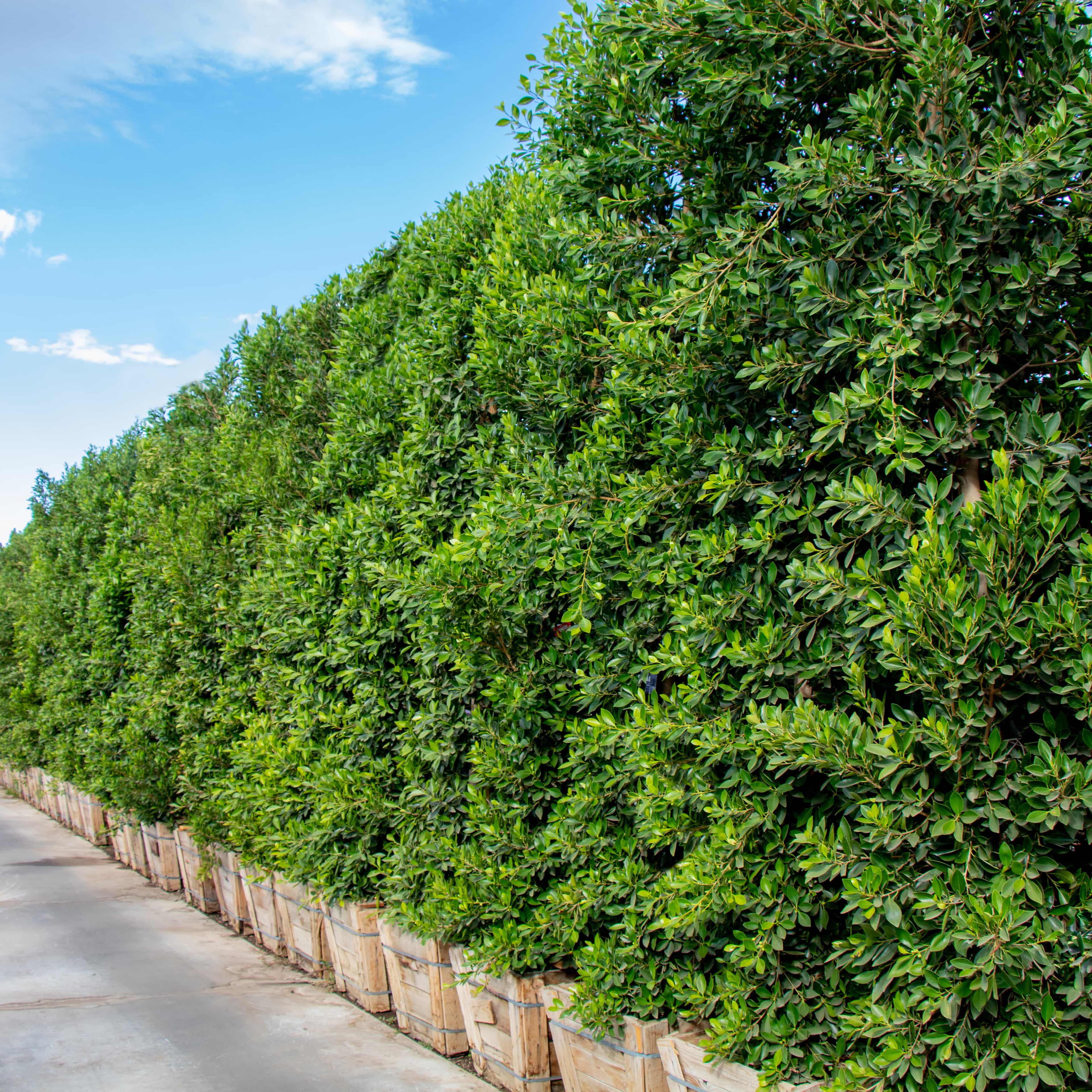 Ficus Hedge Columns