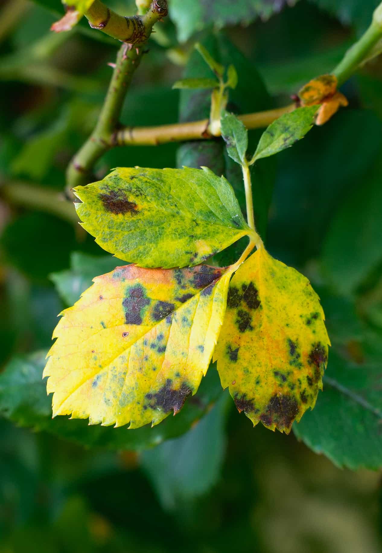 Diseased triplet of leaves.