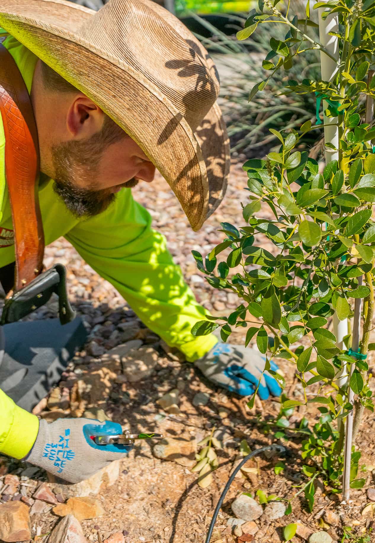 Tree Care Specialist inspecting the soil and base of a newly planted tree.