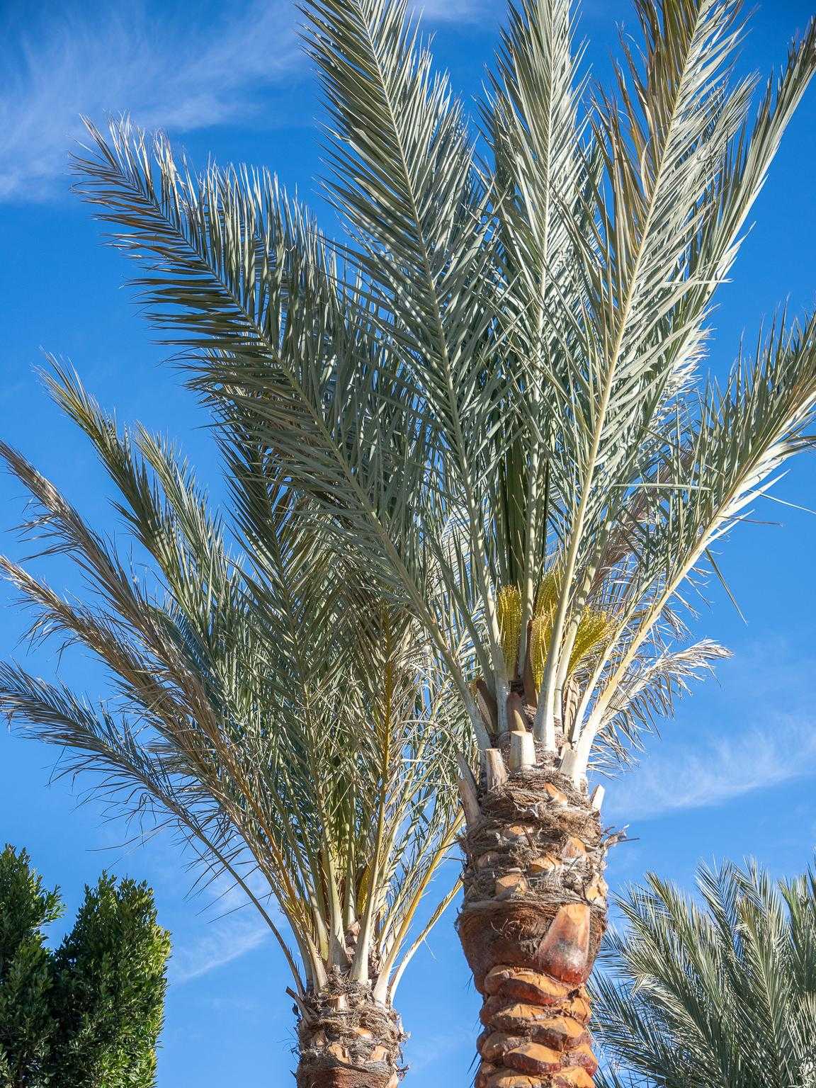 Moon Valley Nurseries Palm Trees