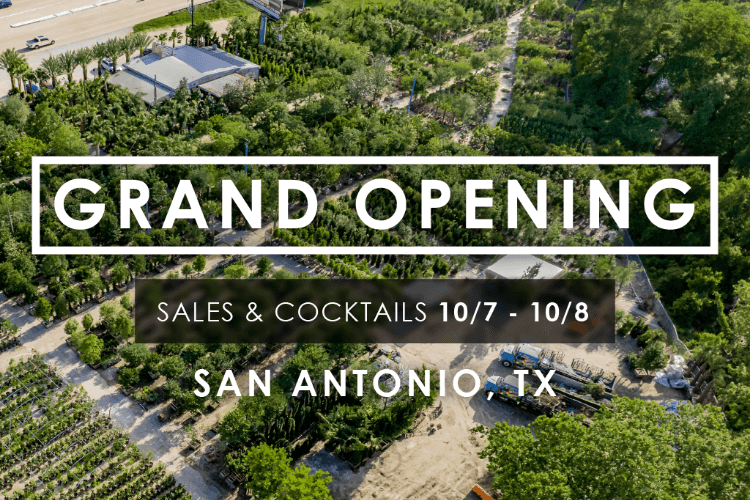 san antonio grand opening.png