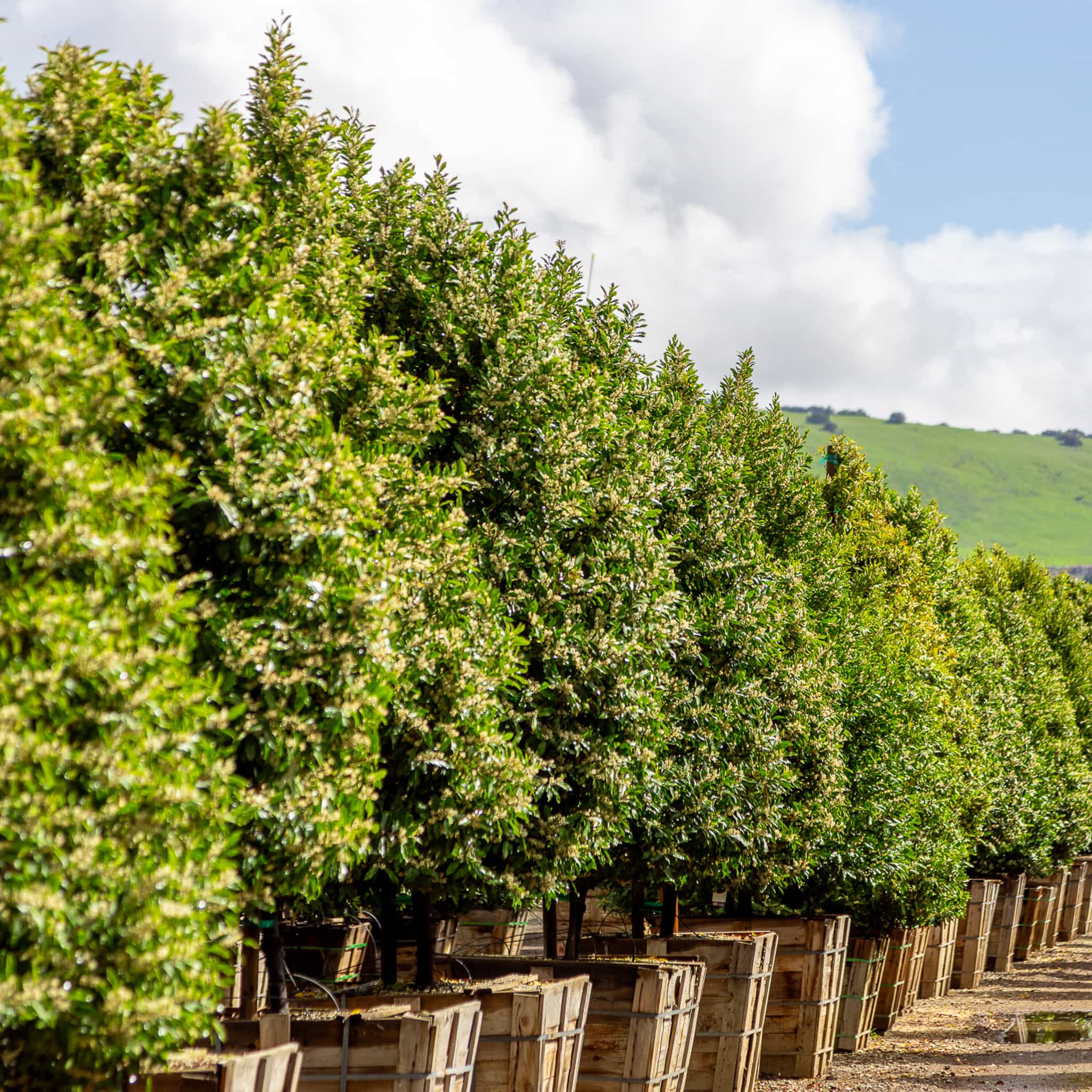  Huge Carolina Cherry row