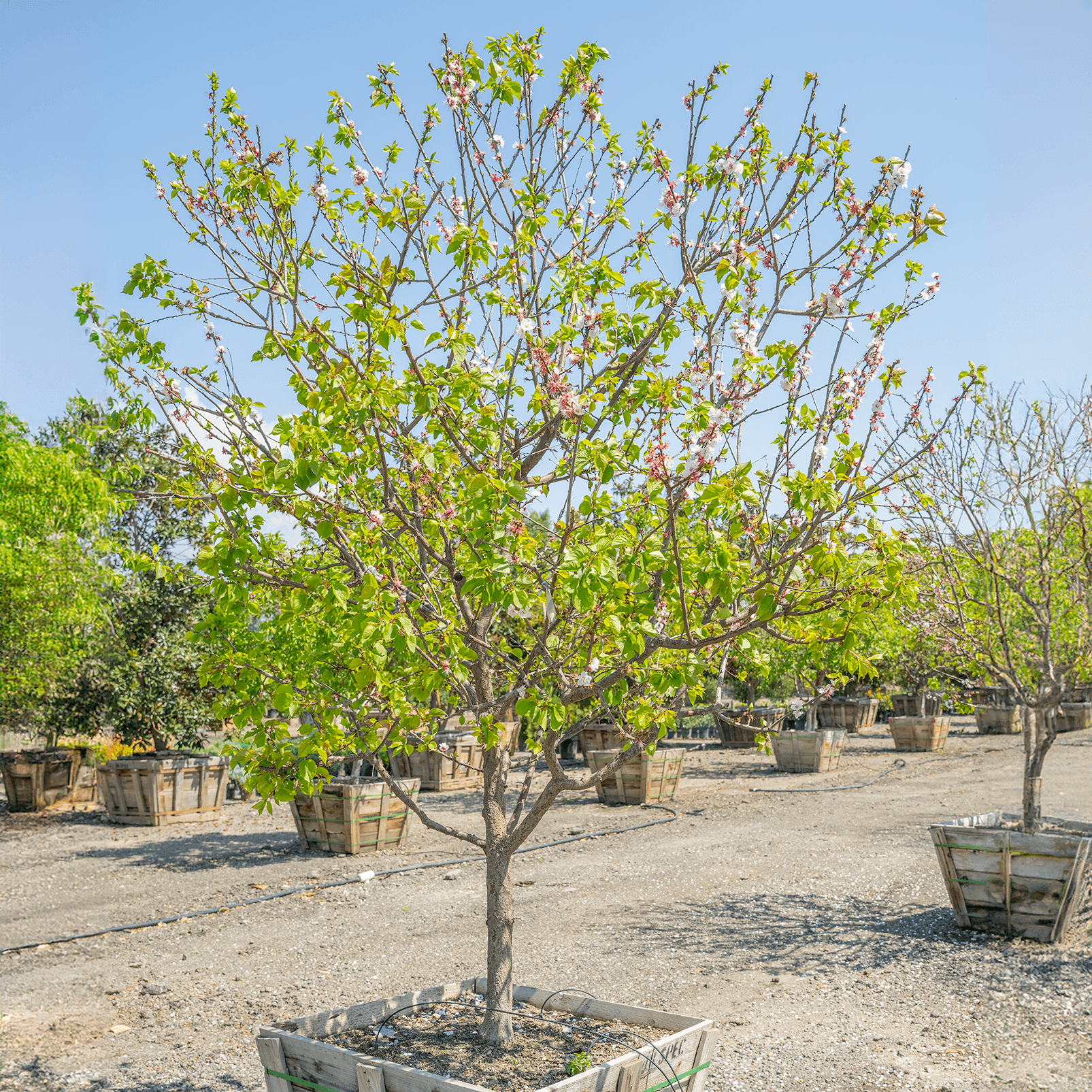 Apricot