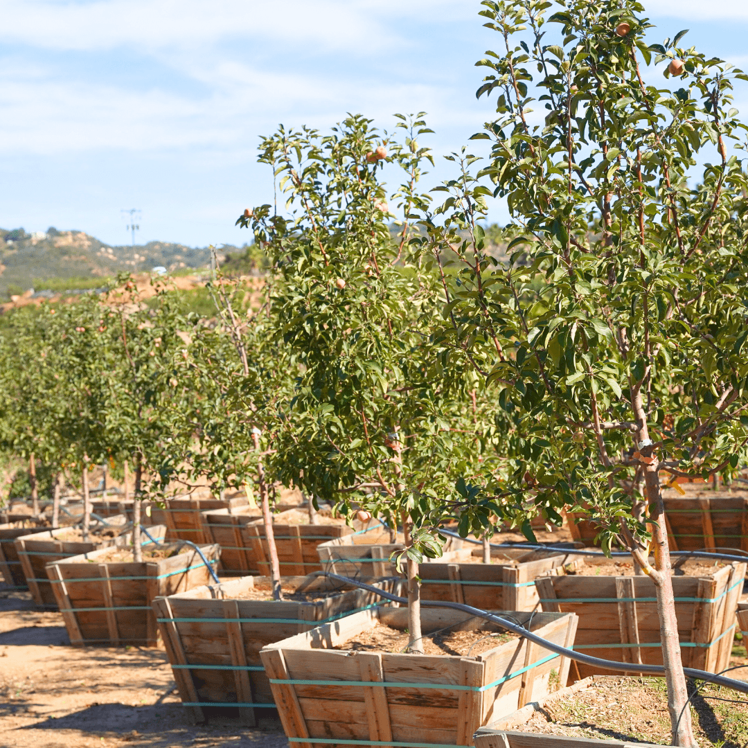 Fuji Apple Trees