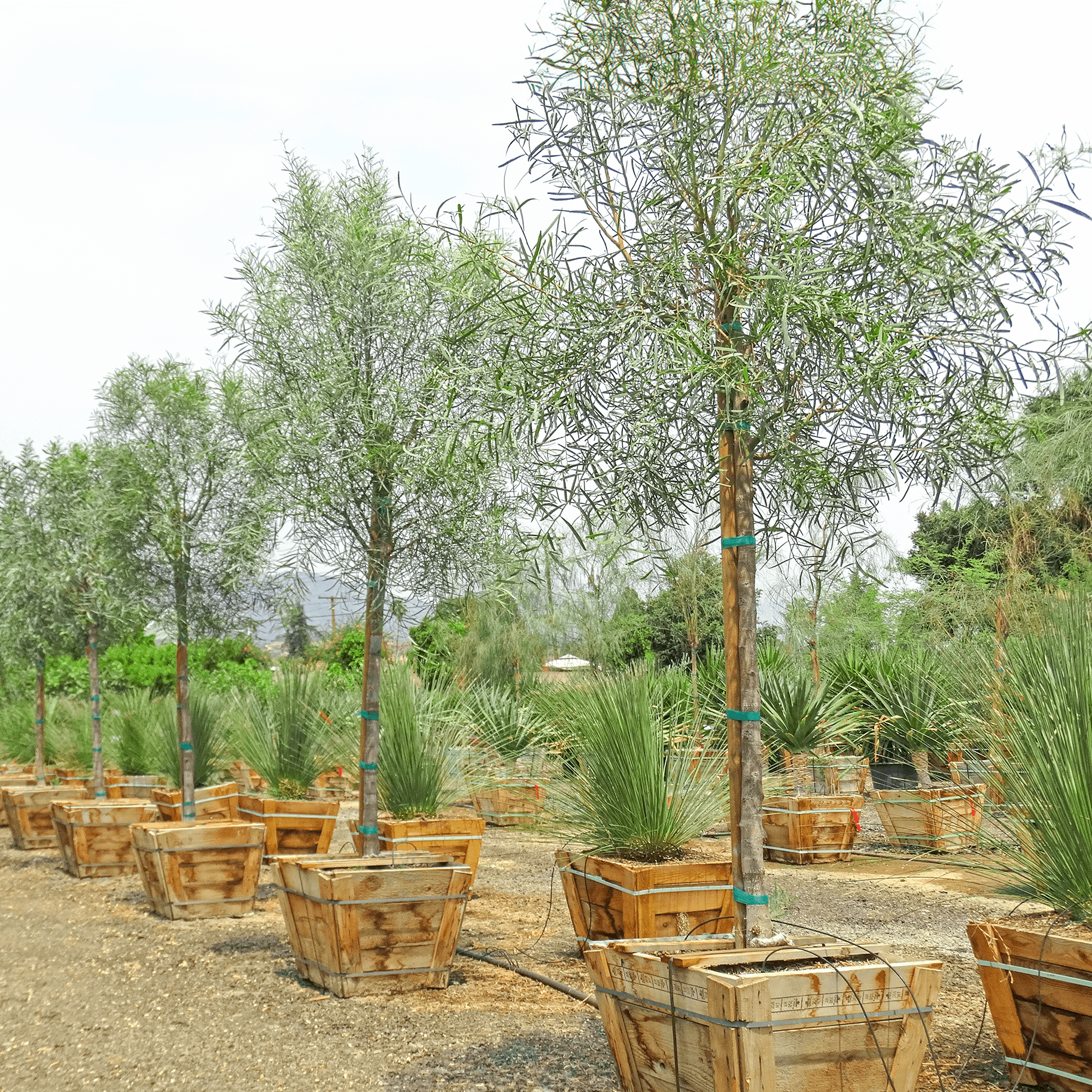 Willow Acacia