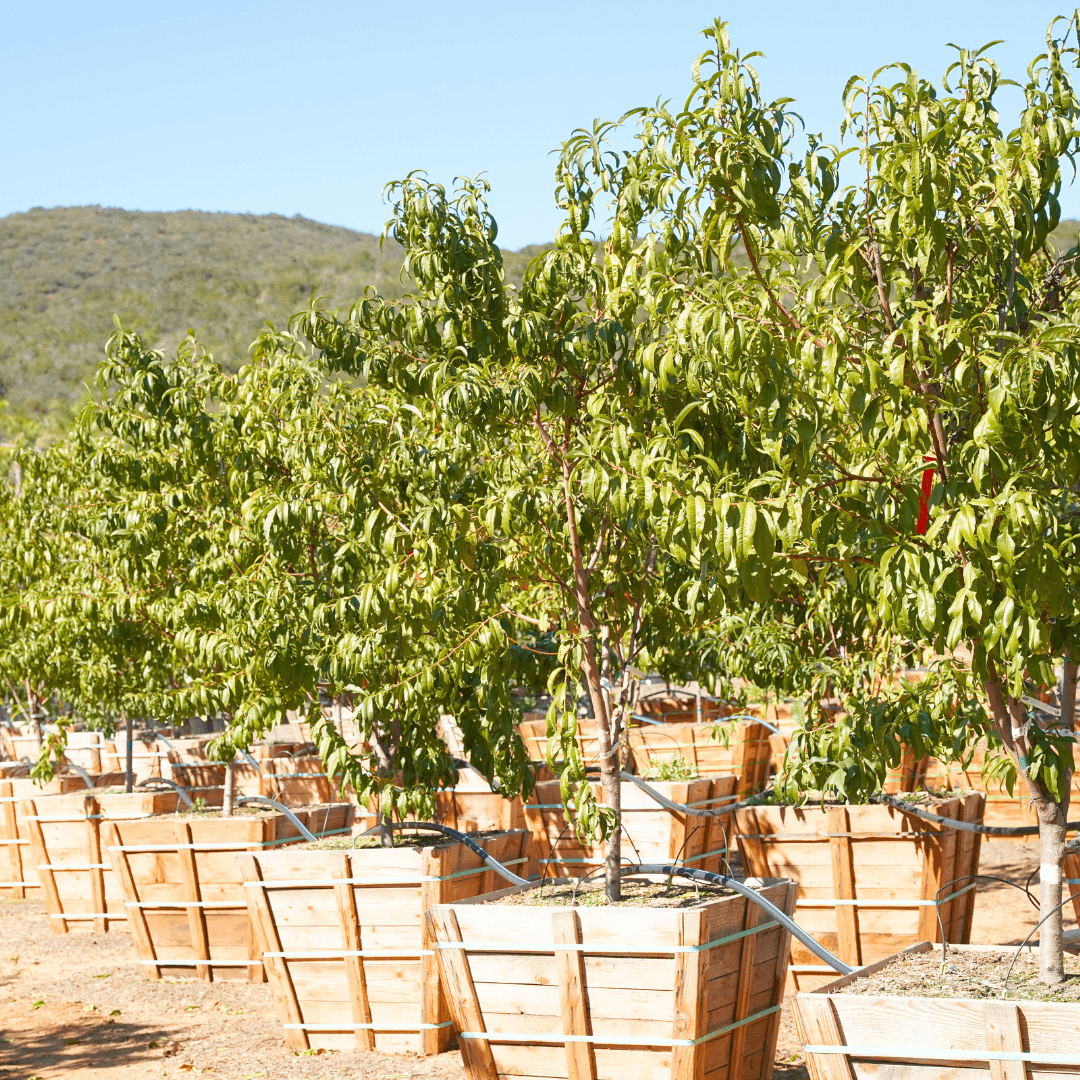 May Pride Peach Trees