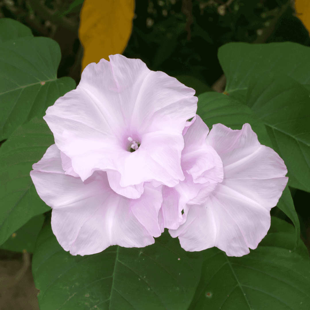 Morning Glory Bush