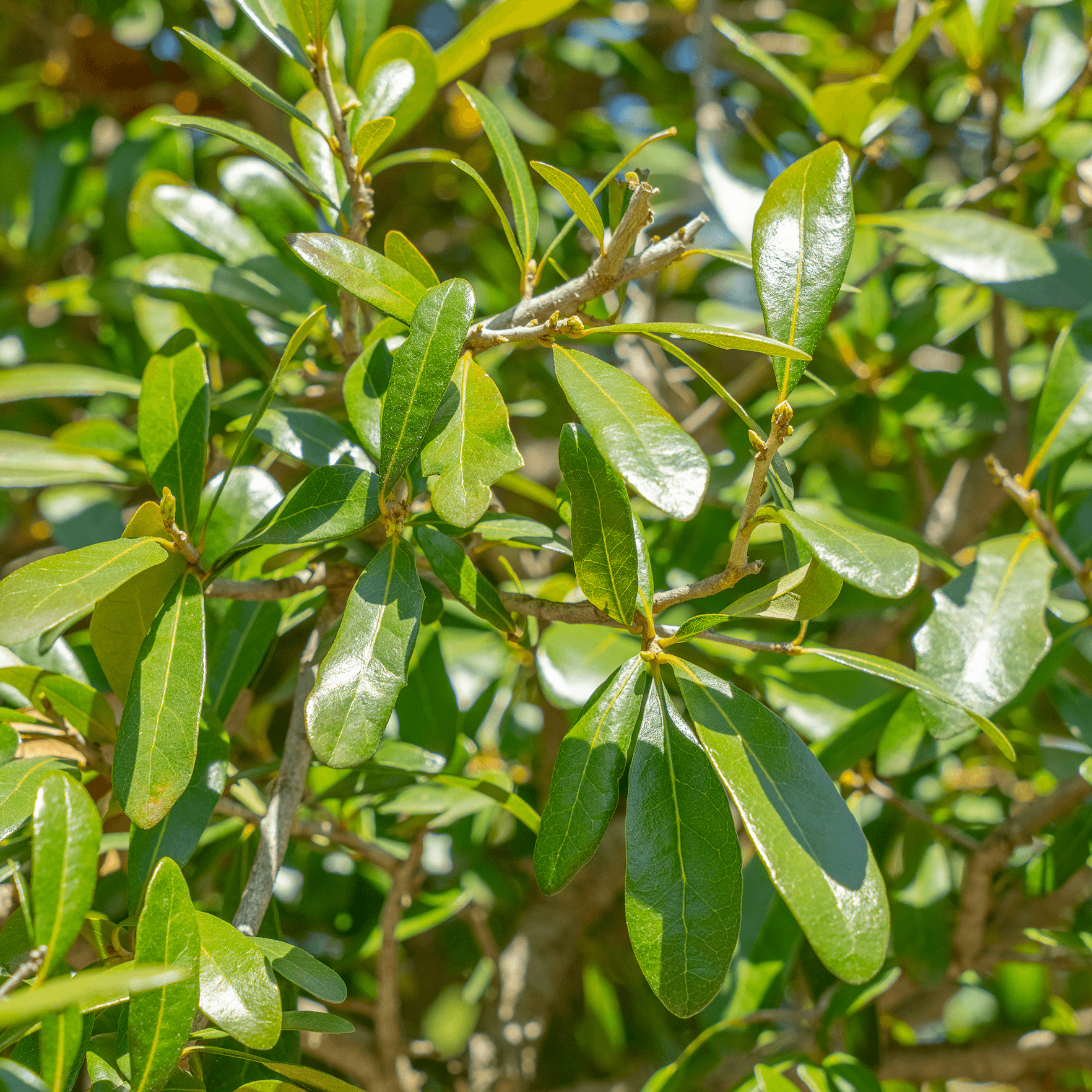 Southern Live Oak leaves