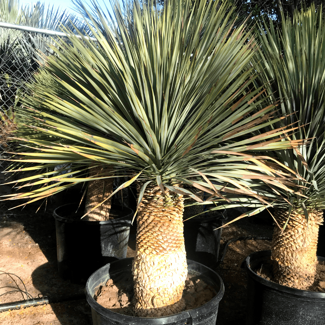 Single Yucca Rostrata 