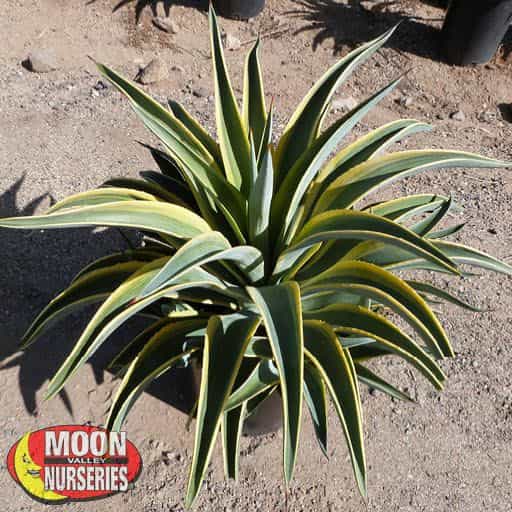 Variegated Smooth Agave in a landscape