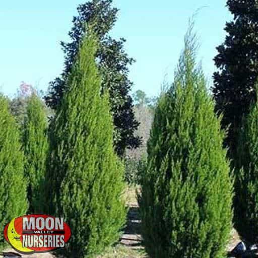 Eastern Red Cedar in nursery